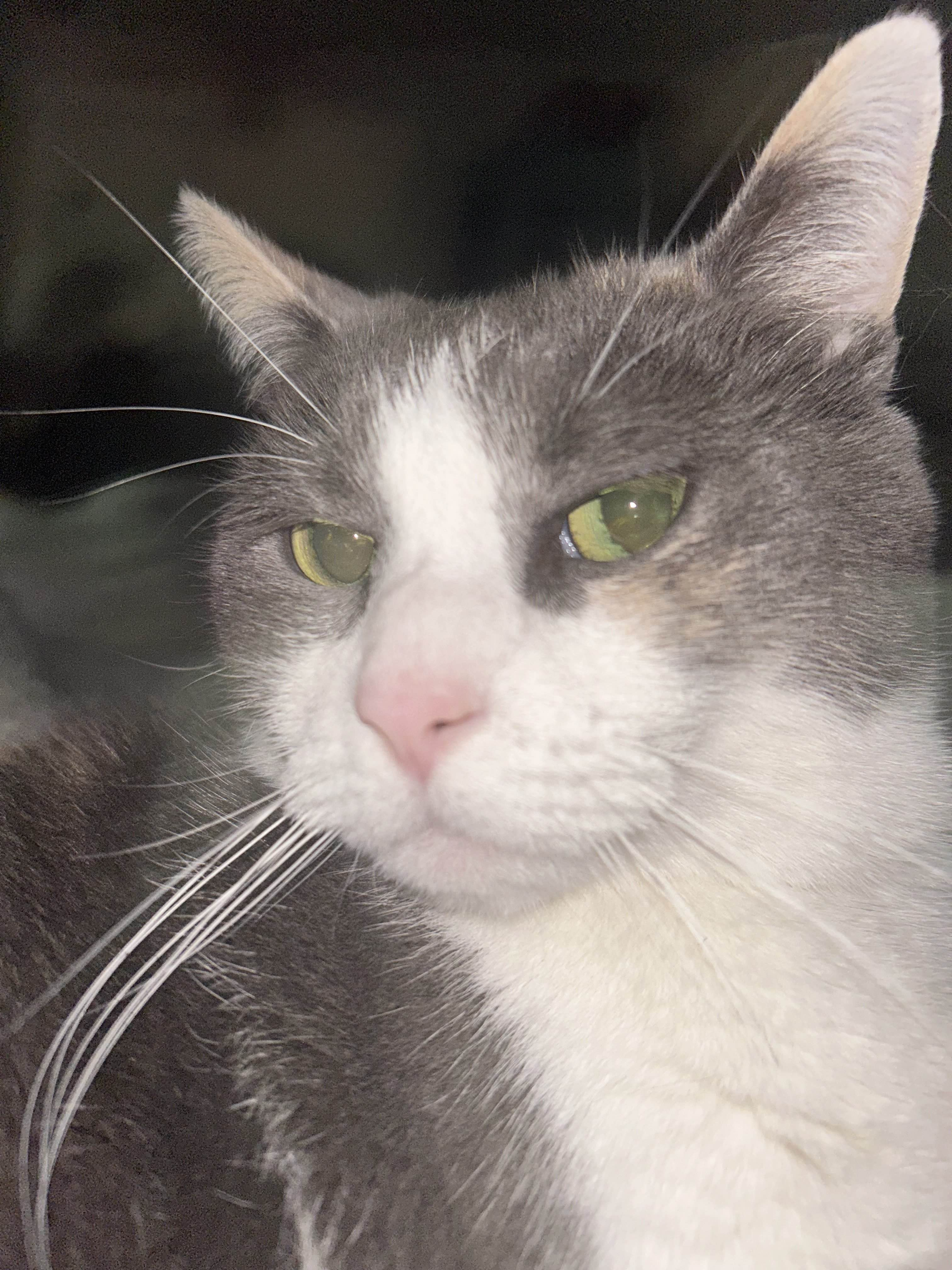 Tato: Flash photography royalty