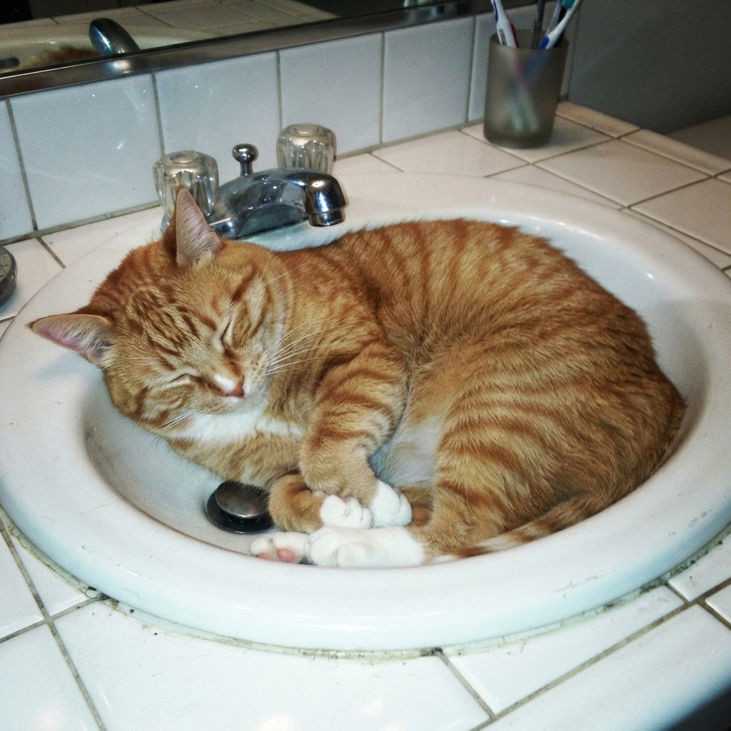 Tato: The sink incident