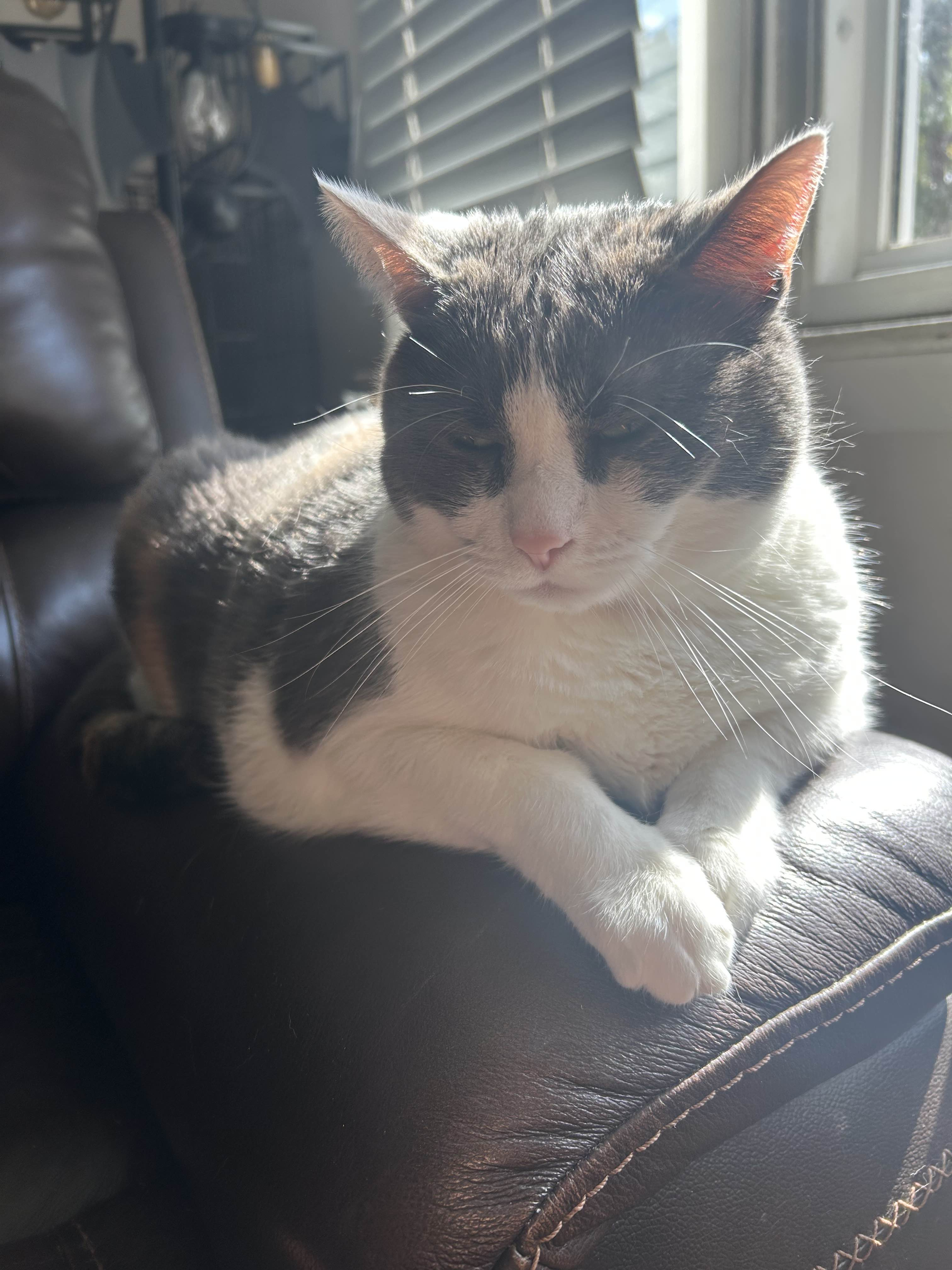 Tato: Window-seat royalty
